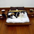 Cat.bed is snazzy as fuck