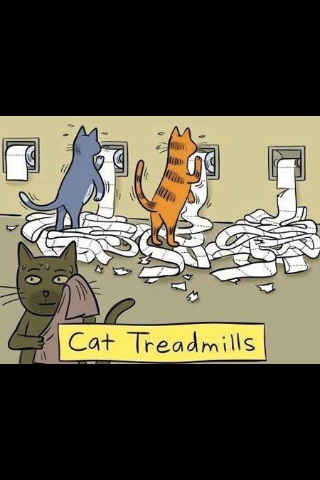 Cat treadmills  - meme