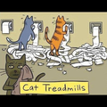 Cat treadmills 