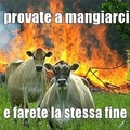 mucche assassine!!!!!.