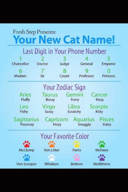 mine is princess pouncy mcmittens. whats yours - meme