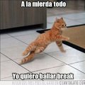 gato break