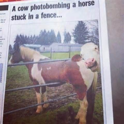 Photobomb cow - meme