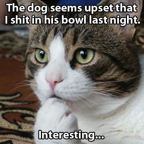 No cat he's definitely plotting revenge....  - meme