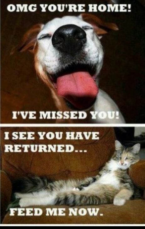 difference between dog and cats - meme