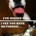 difference between dog and cats