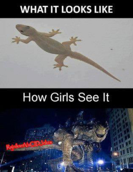lizards - meme