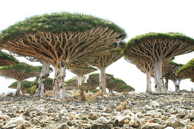 An area in Socotra, Yemen. - meme