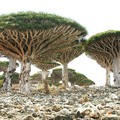 An area in Socotra, Yemen.