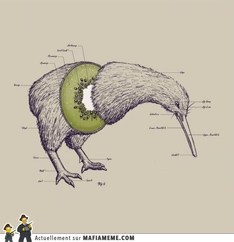 kiwi - meme