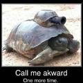 Awkward turtle isnt awkward anymore