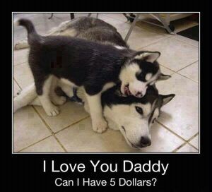 And they call it Husky love - meme