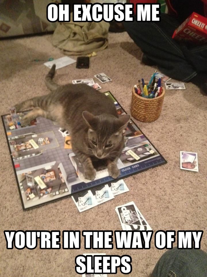 My cat on our The Office Clue game... - meme