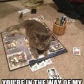 My cat on our The Office Clue game...