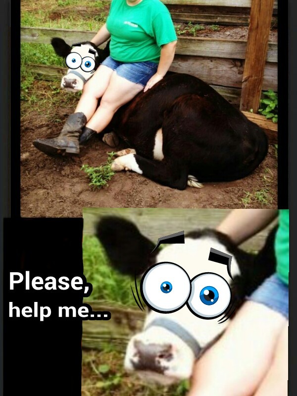poor cow... - meme