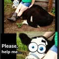 poor cow...