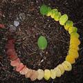 life cycle of a leaf