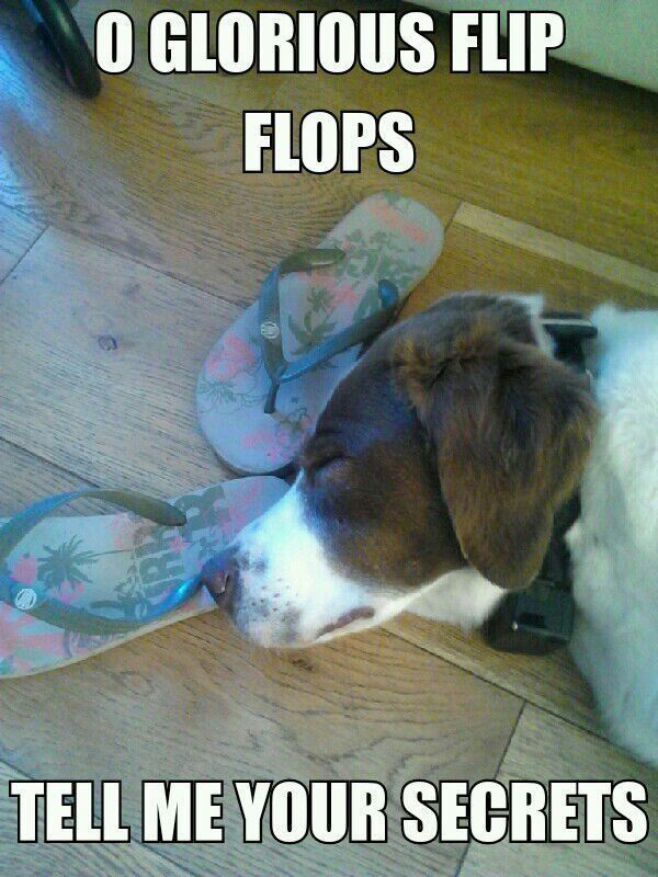 Flip flops are full of magic and if you wear them you gain immortality - meme