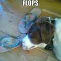 Flip flops are full of magic and if you wear them you gain immortality