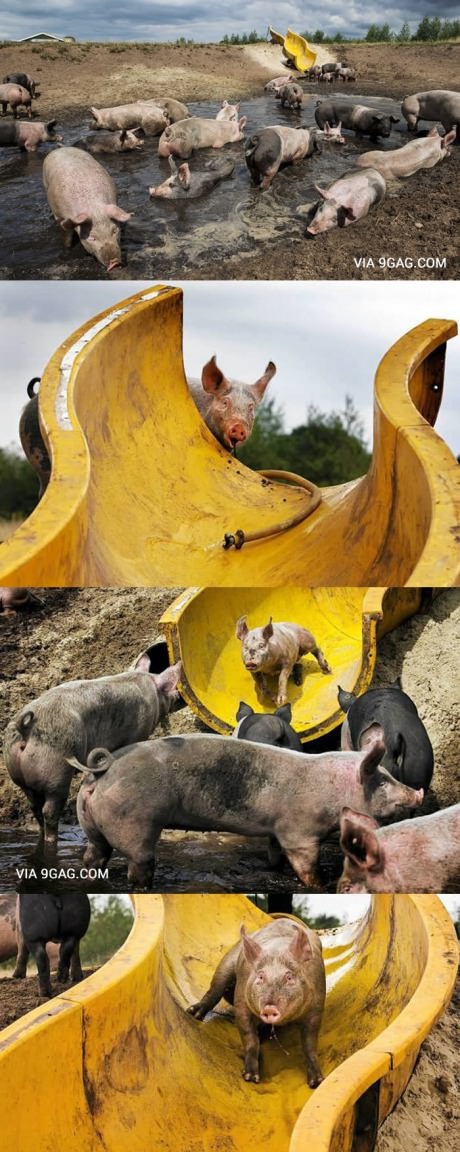 pigs pigs pigs pigs pigs pigs pigs pigs pigs pigs - meme
