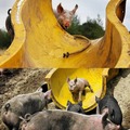 pigs pigs pigs pigs pigs pigs pigs pigs pigs pigs