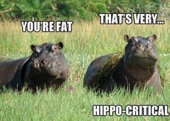 Hippo pun - meme