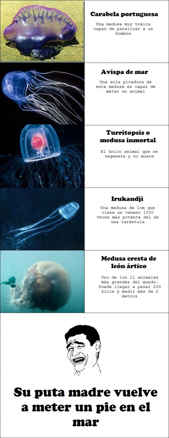 medusas lol - meme