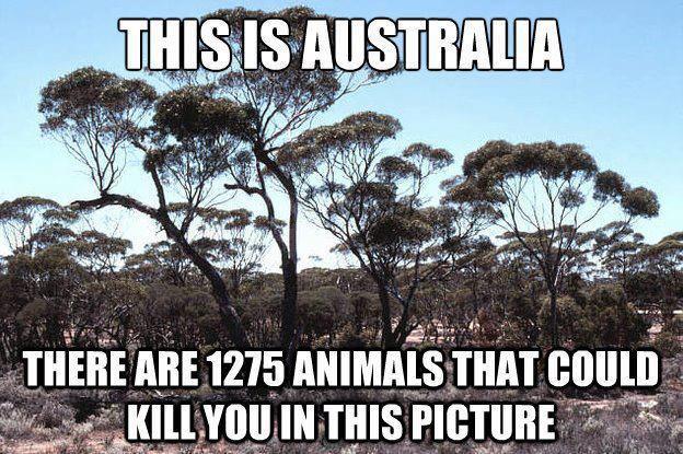 Everything in Australia will kill you. EVERYTHING. - meme