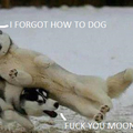 2nd comment is moon moon the retarded wolf!!!!!