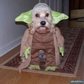 maître Yoda