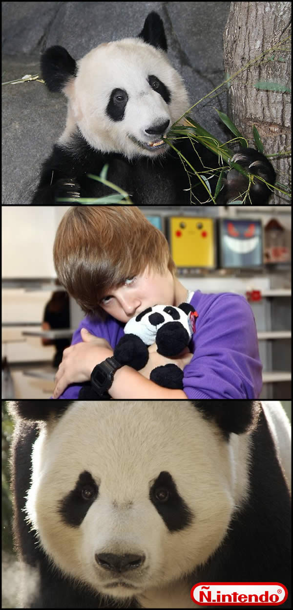 pobre panda - meme