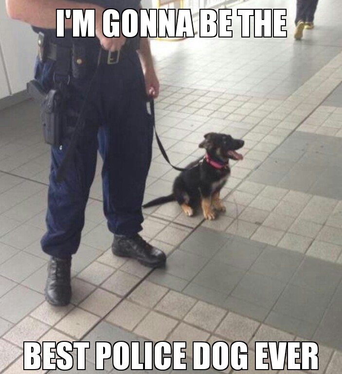 police pup - meme
