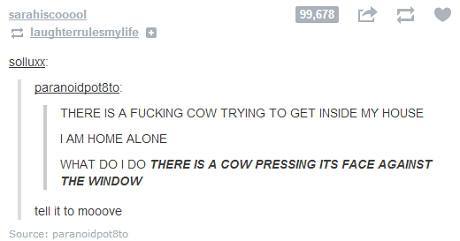 effin cows man - meme