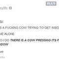 effin cows man