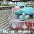 vomiting turtles