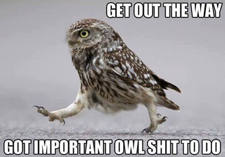 owl didn't skip leg day - meme