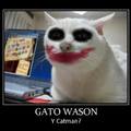 gato wason