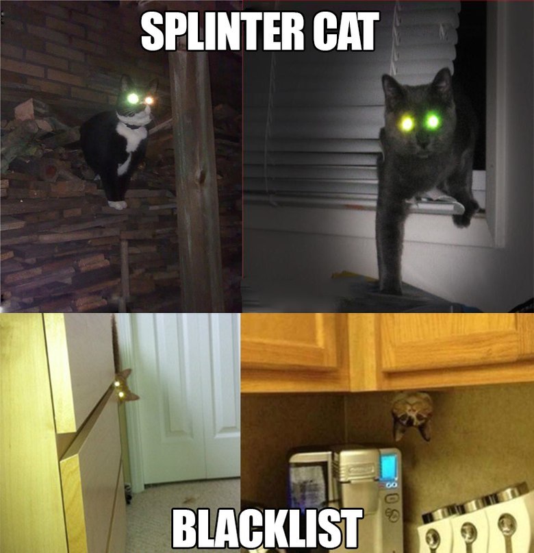 splinter cat - meme