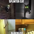 splinter cat