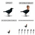 Mike Rowe the crow and row of micro microphones