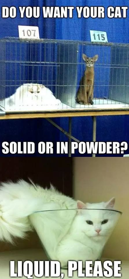 Feline physics at its best! - meme