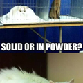 Feline physics at its best!