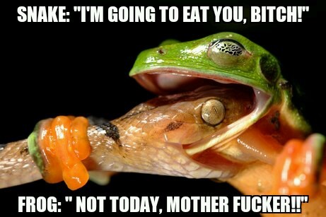 Frog - meme