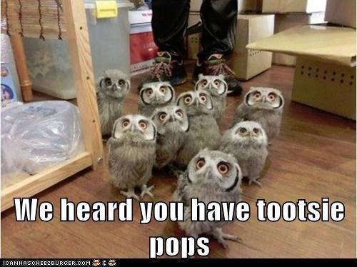 how many tootsie pops are their? - meme