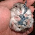 hamster war! :D