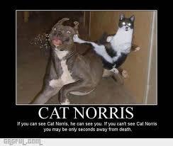 le chat de Chuck Norris - meme