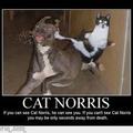 le chat de Chuck Norris