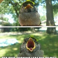 Angry bird is angry