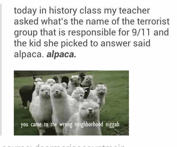 alpaca - meme