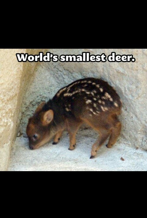 Smallest deer - meme